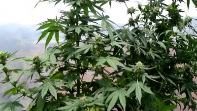 Sexo latino entre plantas de cáñamo